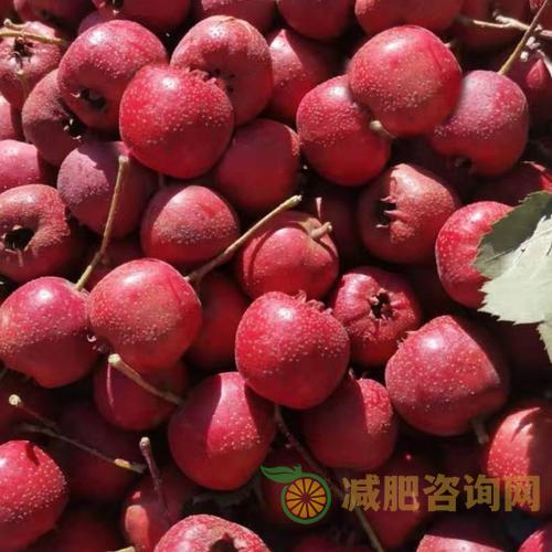 4色水果减肥好帮手-第1张图片-减肥咨询网 4色水果减肥好帮手-第1张图片-减肥咨询网