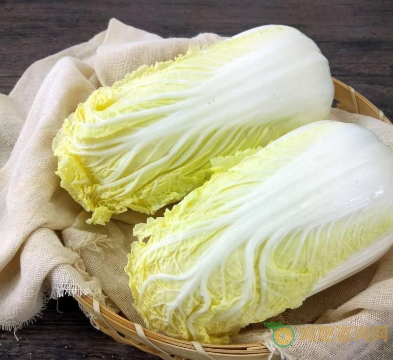 白菜瘦身减肥食谱-第1张图片-减肥咨询网