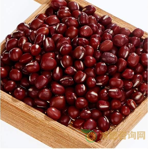 大红豆减肥食谱的食用方法-第1张图片-减肥咨询网 大红豆减肥食谱的食用方法-第1张图片-减肥咨询网