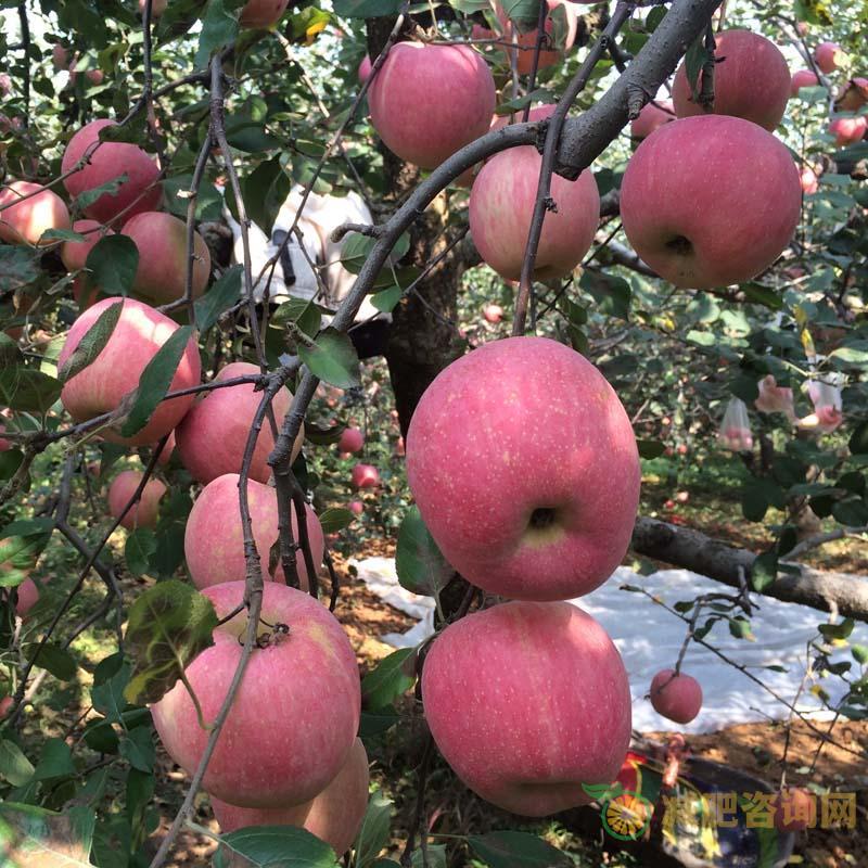 四款苹果减肥食谱-第1张图片-减肥咨询网 四款苹果减肥食谱-第1张图片-减肥咨询网