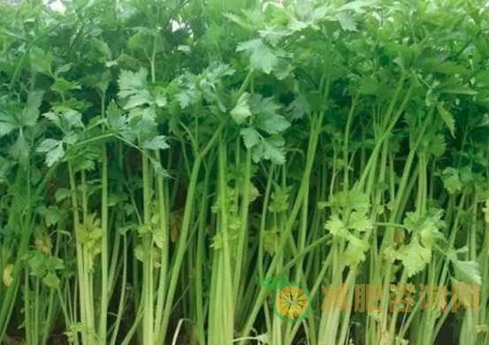 吃芹菜能减肥吗_芹菜的减肥食谱-第1张图片-减肥咨询网