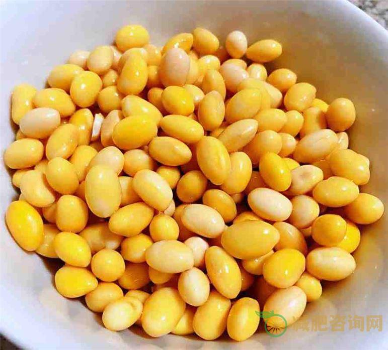 女性减肥必备：煮黄豆的好处-第2张图片-减肥咨询网