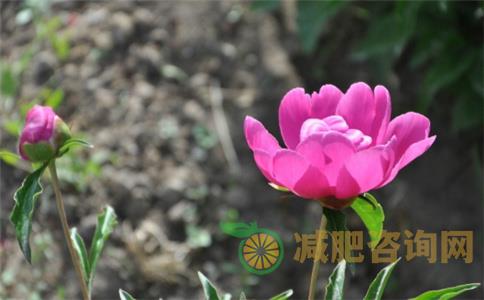 产后减肥餐推荐 营养需均衡搭配-第1张图片-减肥咨询网 产后减肥餐推荐 营养需均衡搭配-第1张图片-减肥咨询网