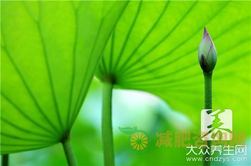 9款低热量减肥食谱 荤素搭配健康瘦-第4张图片-减肥咨询网