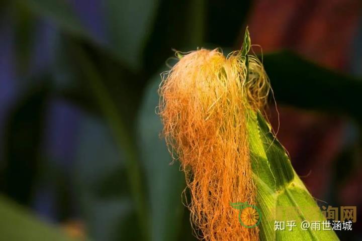 玉米须泡水喝能减肥是真的吗？-第1张图片-减肥咨询网