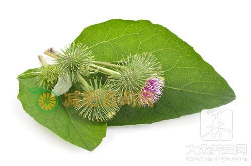 炒牛蒡子有治疗风热感冒的作用功效吗