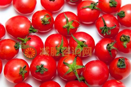 西红柿减肥效果好吗 西红柿可以减肥吗 吃什么可以减肥