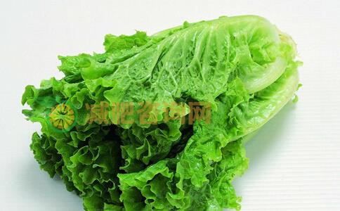 吃什么蔬菜可以减肥 生菜可以减肥吗 生菜减肥效果好吗