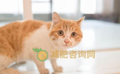 橘猫怎么减肥效果好 怎么才能快速减肥 快速变瘦的方法有哪些