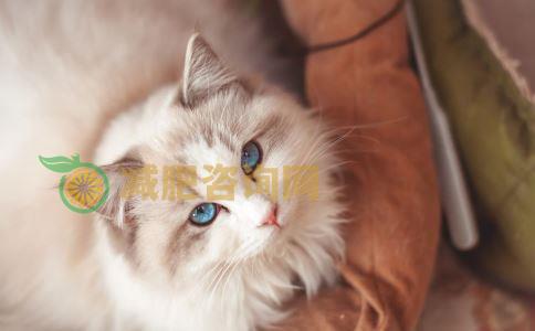 橘猫怎么减肥效果好 怎么才能快速减肥 快速变瘦的方法有哪些