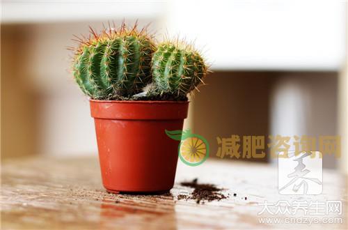 仙人掌果的功效有哪些？