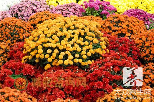 菊花枕包括了什么功效？