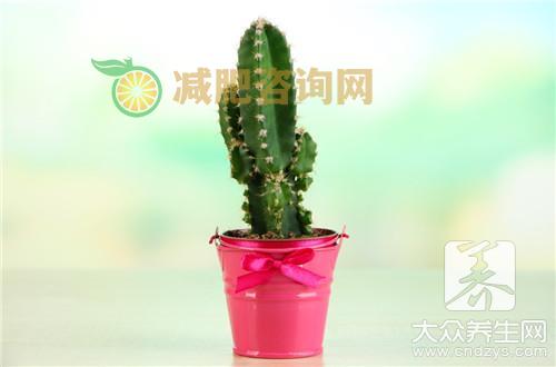 仙人掌果的功效有哪些？