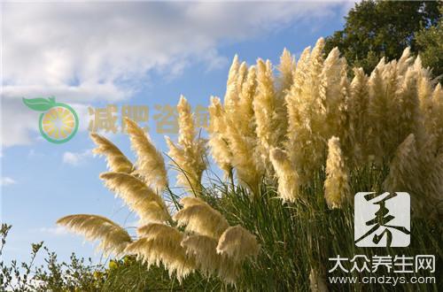 鲜白茅根功效和禁忌是什么
