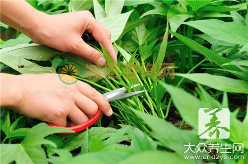 腾三七叶的作用与吃法是怎样的？ 