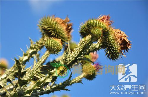 中药苍术的功效
