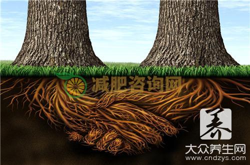 香樟树有什么功效作用