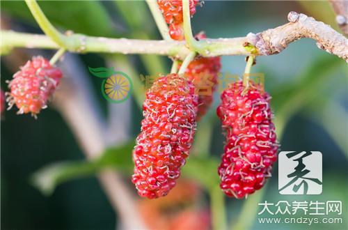 桑树根泡酒功效作用与饮用方法