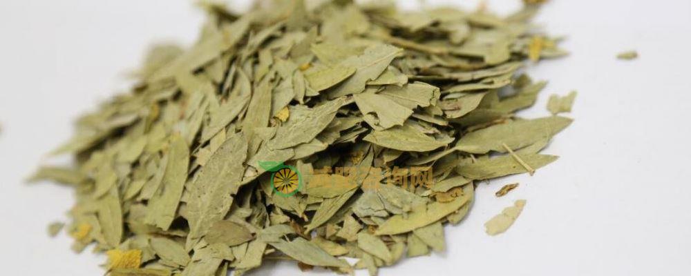 减肥不能伤身体 番泻叶减肥别尝试 番泻叶能不能减肥 番泻叶减肥有什么副作用 番泻叶有什么功效