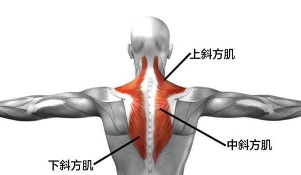 斜方肌的作用 斜方肌有什么作用