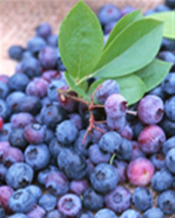 夏季吃什么越吃越瘦 吃什么减肥食品瘦身